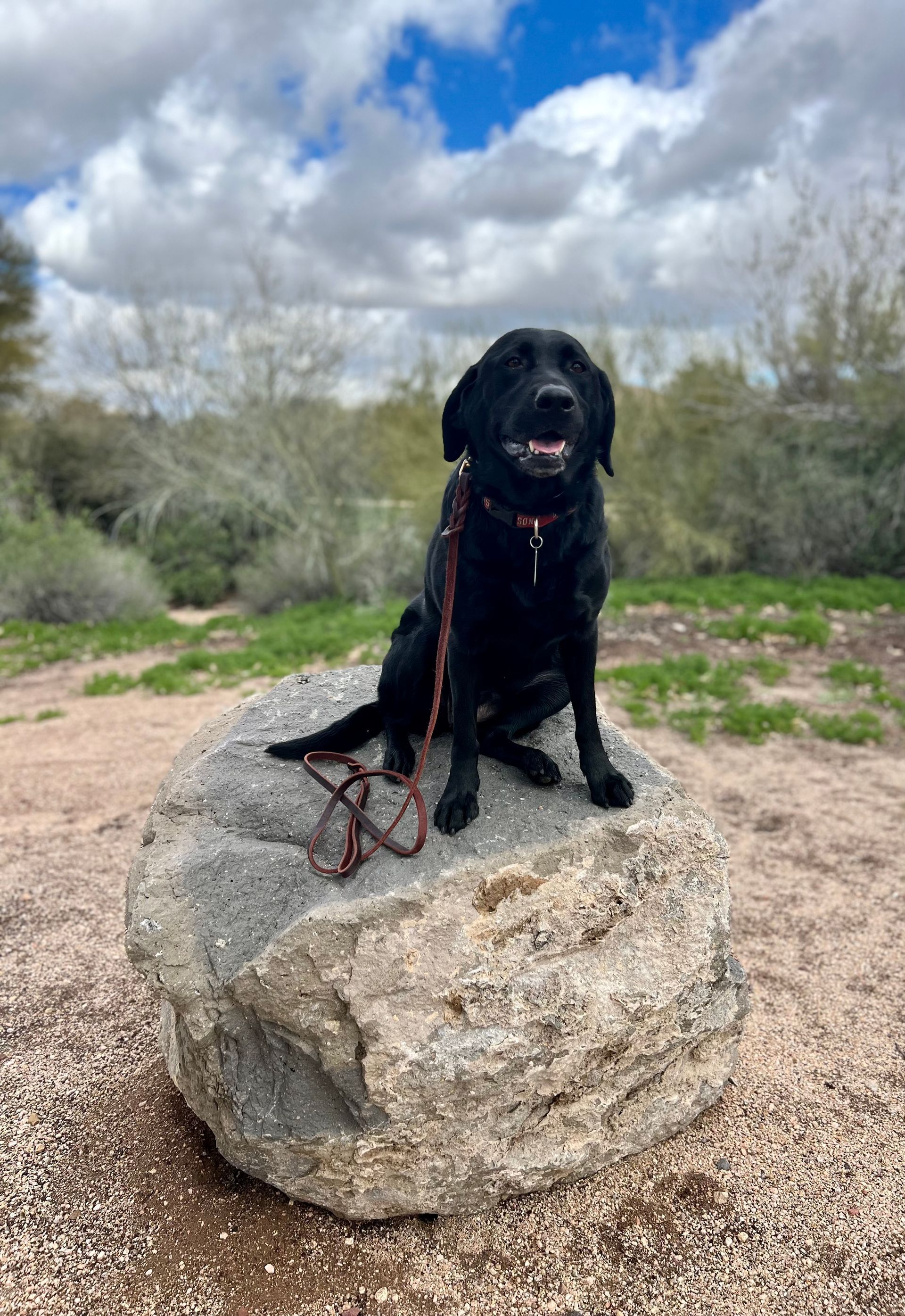 About Us | Cave Creek K9 | Arizona Dog Trainer