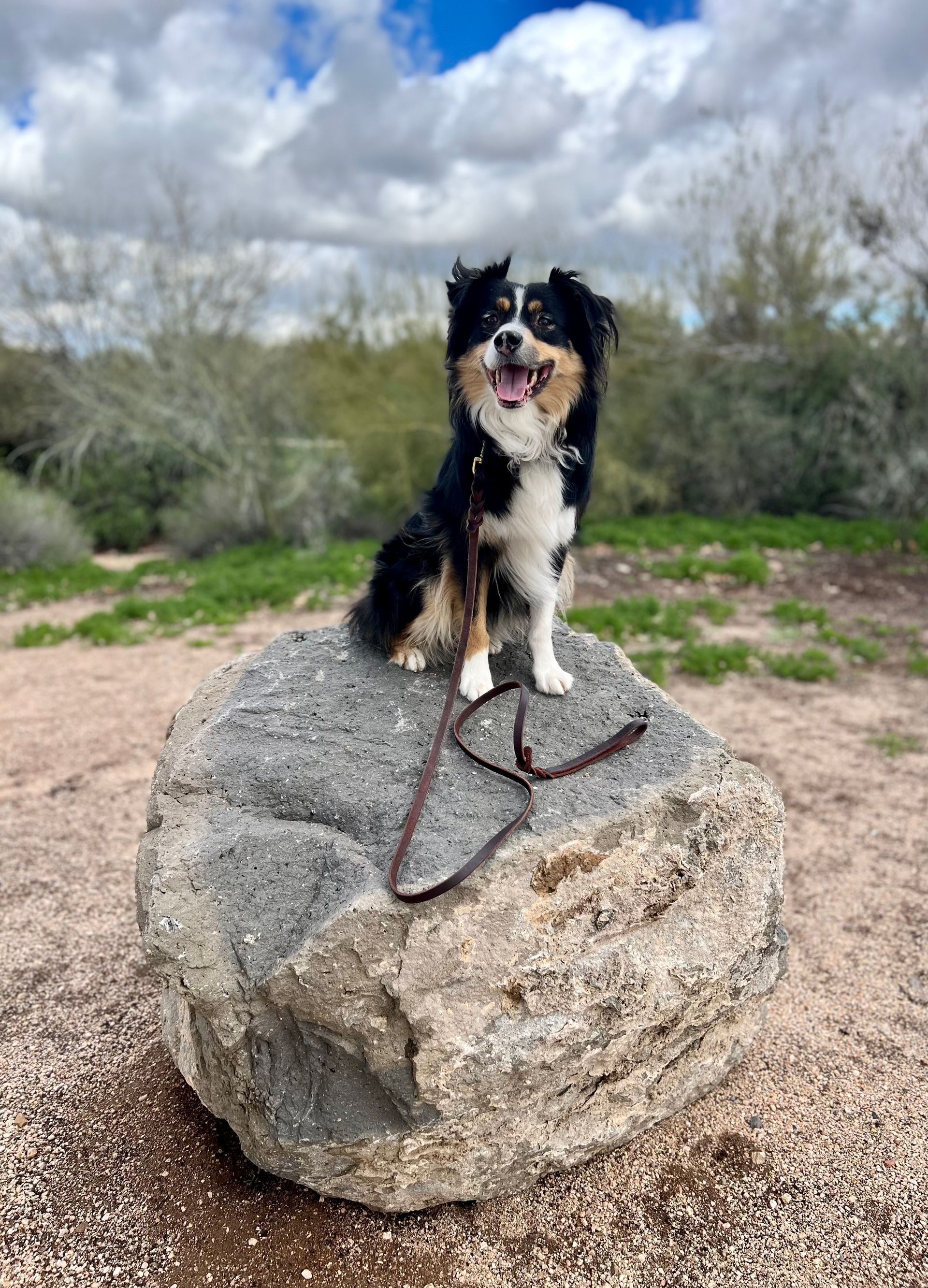 About Us | Cave Creek K9 | Arizona Dog Trainer
