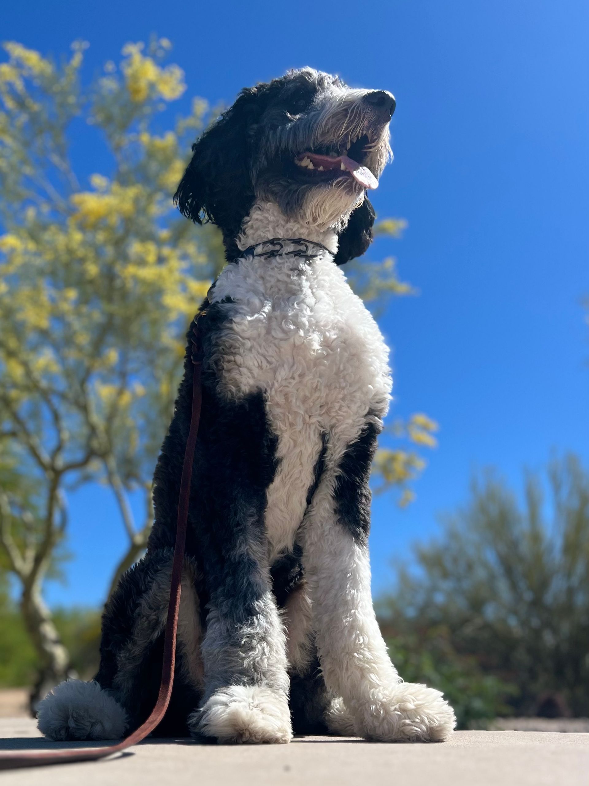 About Us | Cave Creek K9 | Arizona Dog Trainer