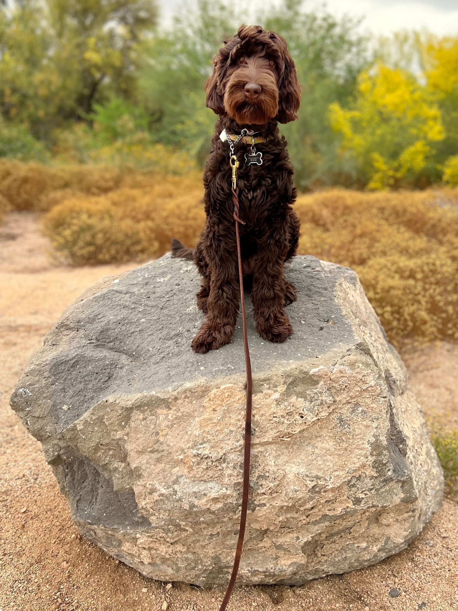 About Us | Cave Creek K9 | Arizona Dog Trainer