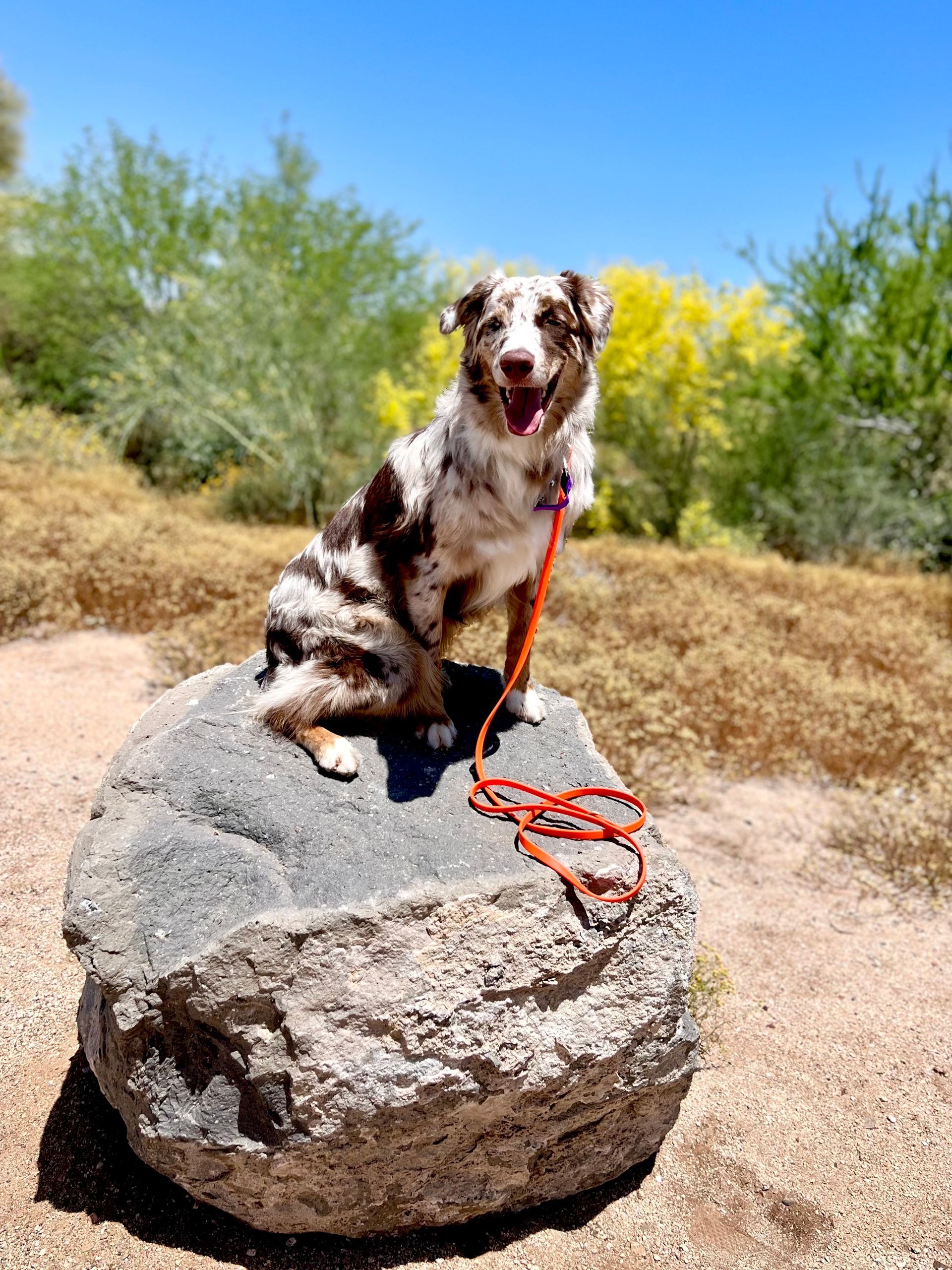 About Us | Cave Creek K9 | Arizona Dog Trainer