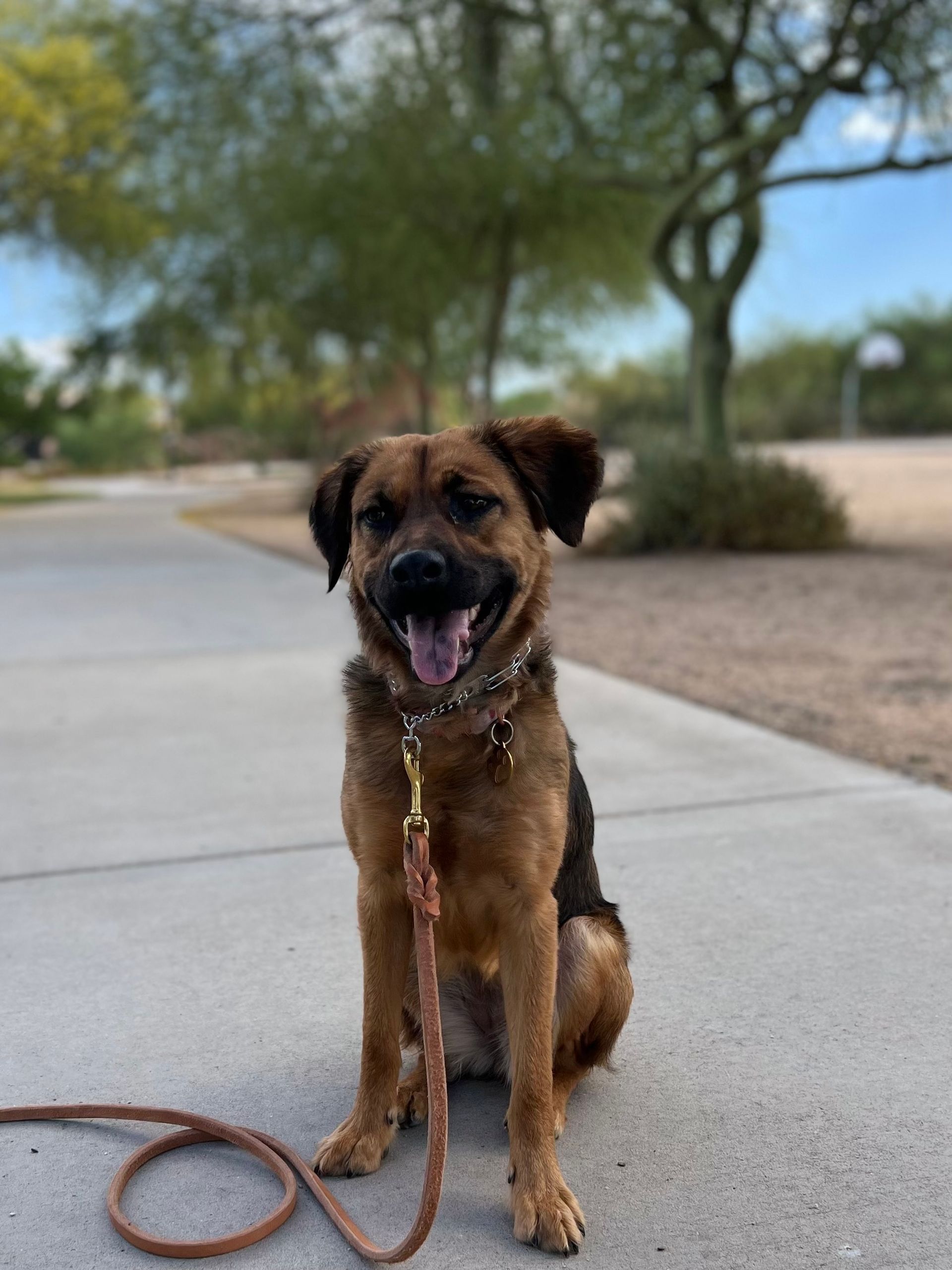 About Us | Cave Creek K9 | Arizona Dog Trainer