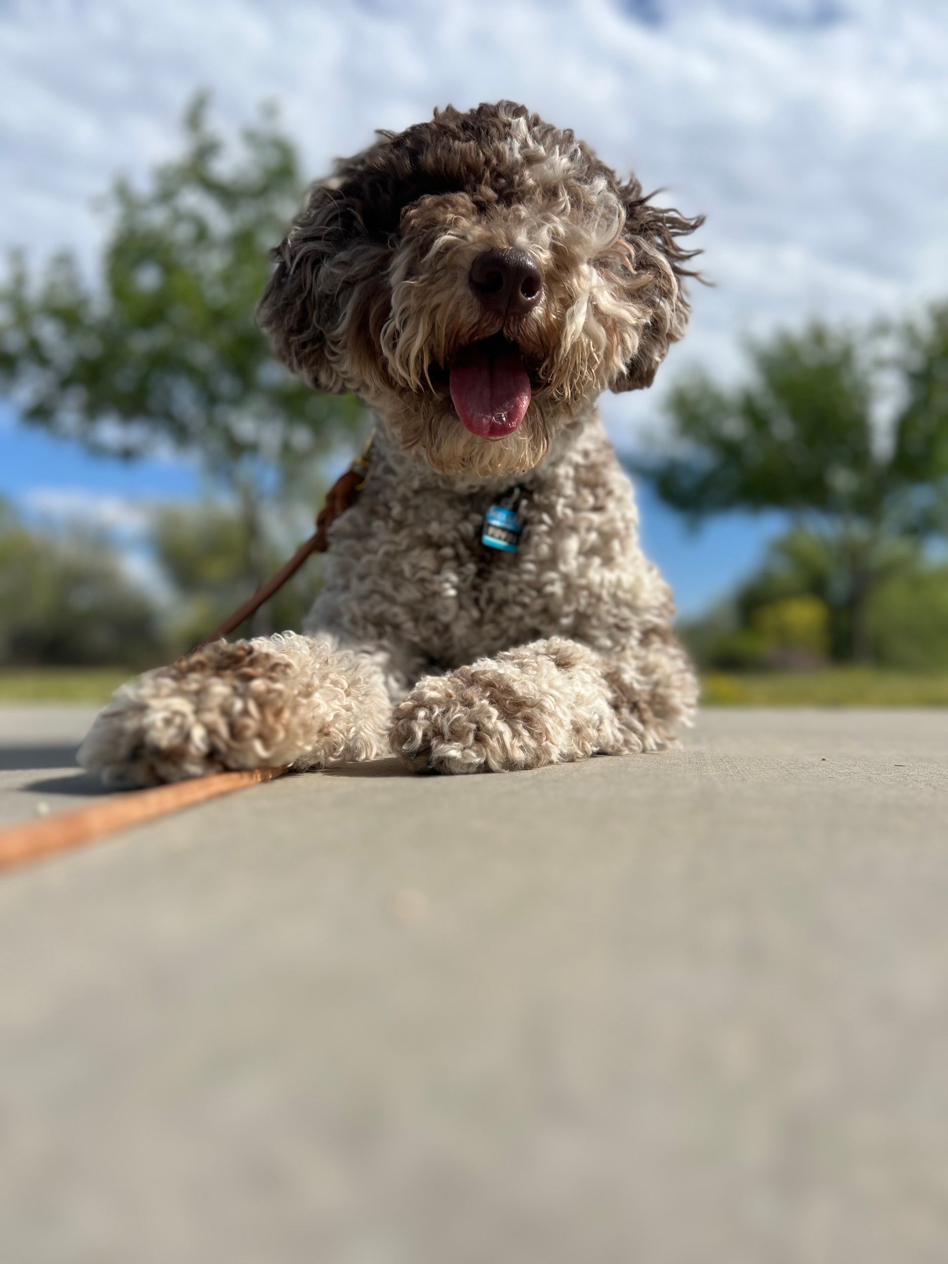 About Us | Cave Creek K9 | Arizona Dog Trainer