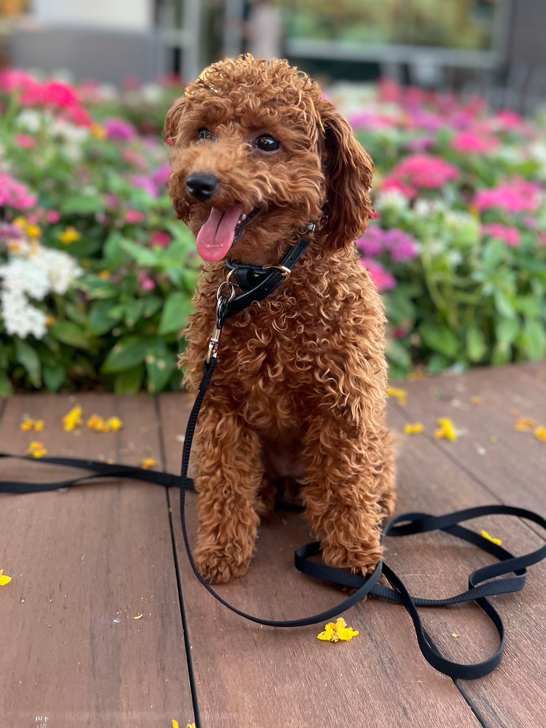 About Us | Cave Creek K9 | Arizona Dog Trainer