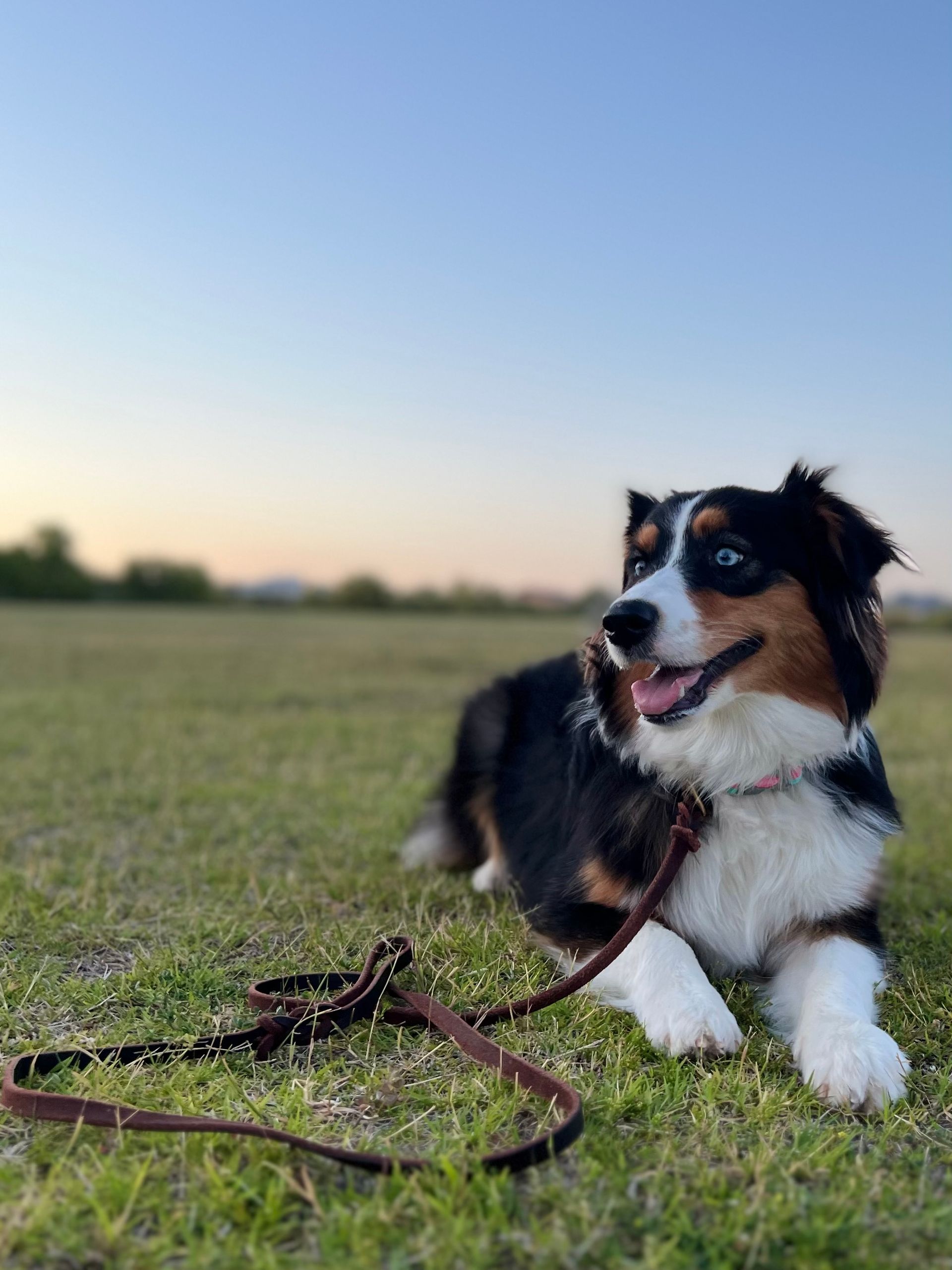 About Us | Cave Creek K9 | Arizona Dog Trainer