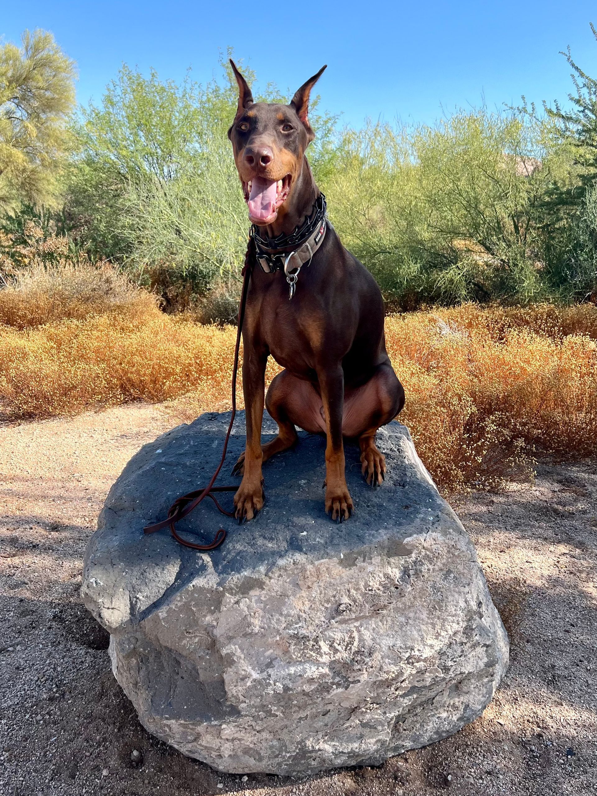 About Us | Cave Creek K9 | Arizona Dog Trainer