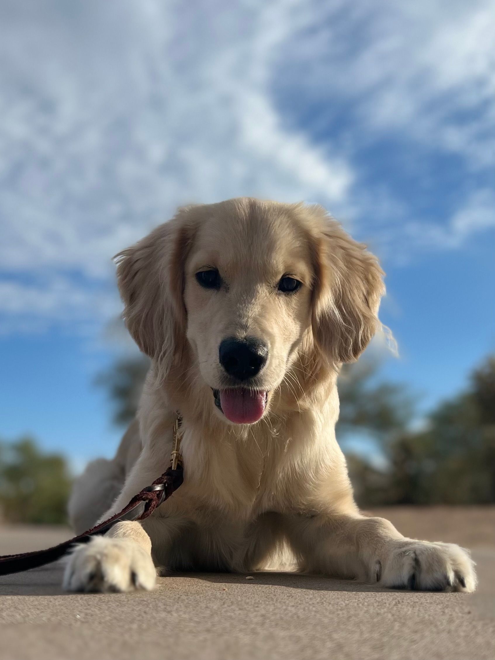 About Us | Cave Creek K9 | Arizona Dog Trainer