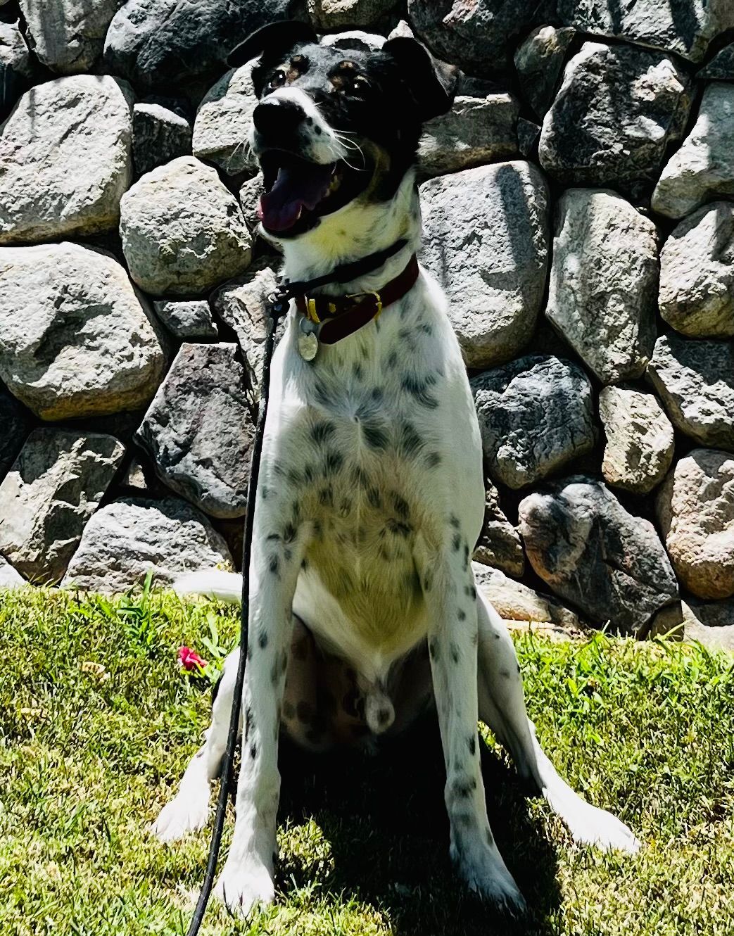 About Us | Cave Creek K9 | Arizona Dog Trainer