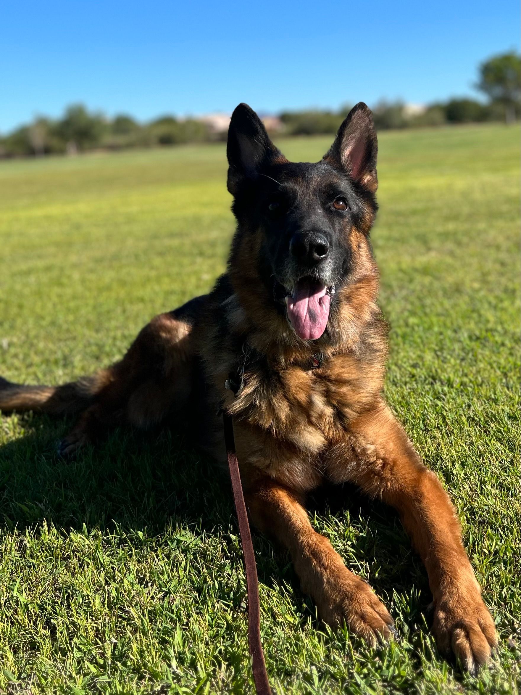 About Us | Cave Creek K9 | Arizona Dog Trainer