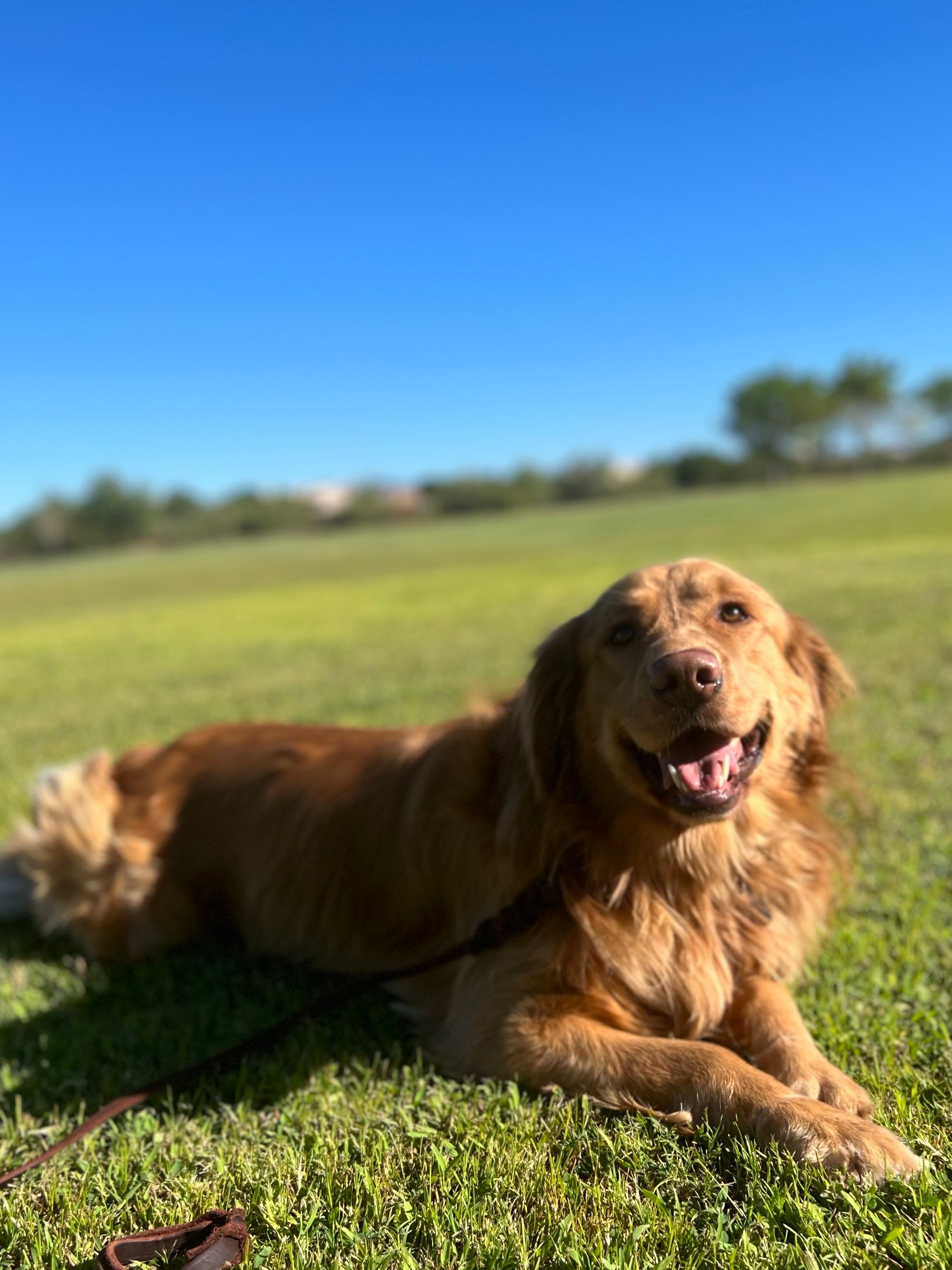 About Us | Cave Creek K9 | Arizona Dog Trainer