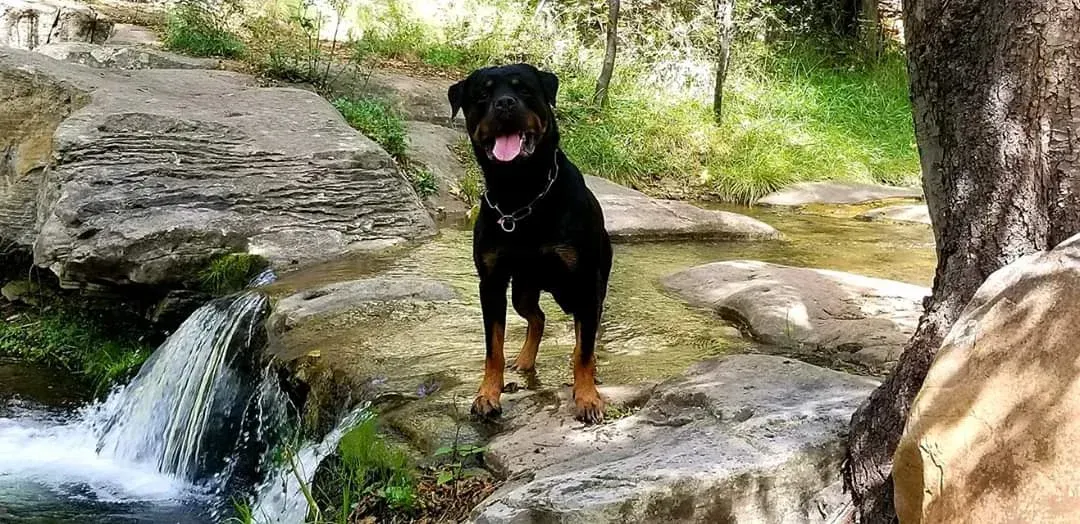 About Us | Cave Creek K9 | Arizona Dog Trainer