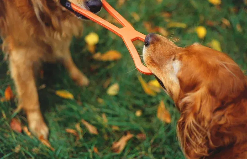 Cave Creek K9 | Arizona Dog Trainer