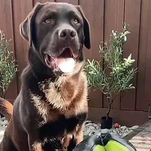About Us | Cave Creek K9 | Arizona Dog Trainer