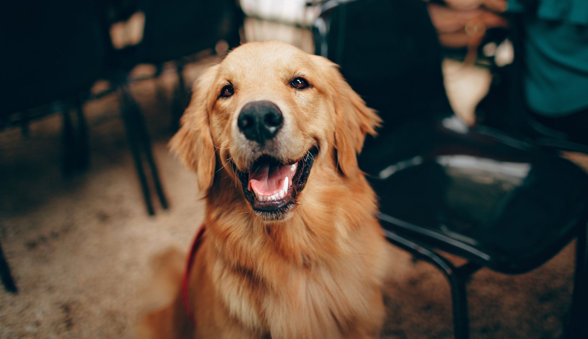 Dog Training Programs | Cave Creek K9 | Arizona Dog Trainer
