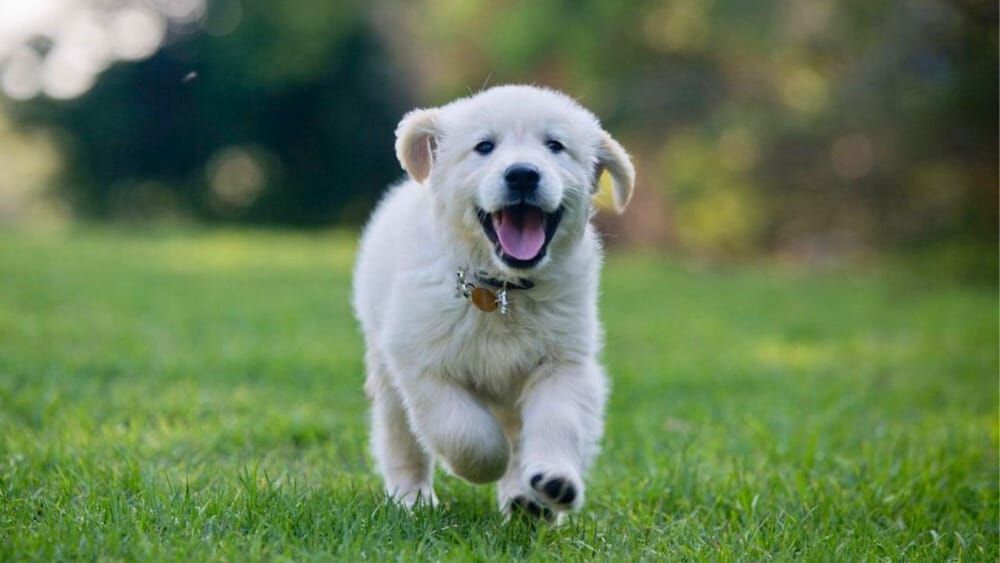 Cave Creek K9 | Arizona Dog Trainer
