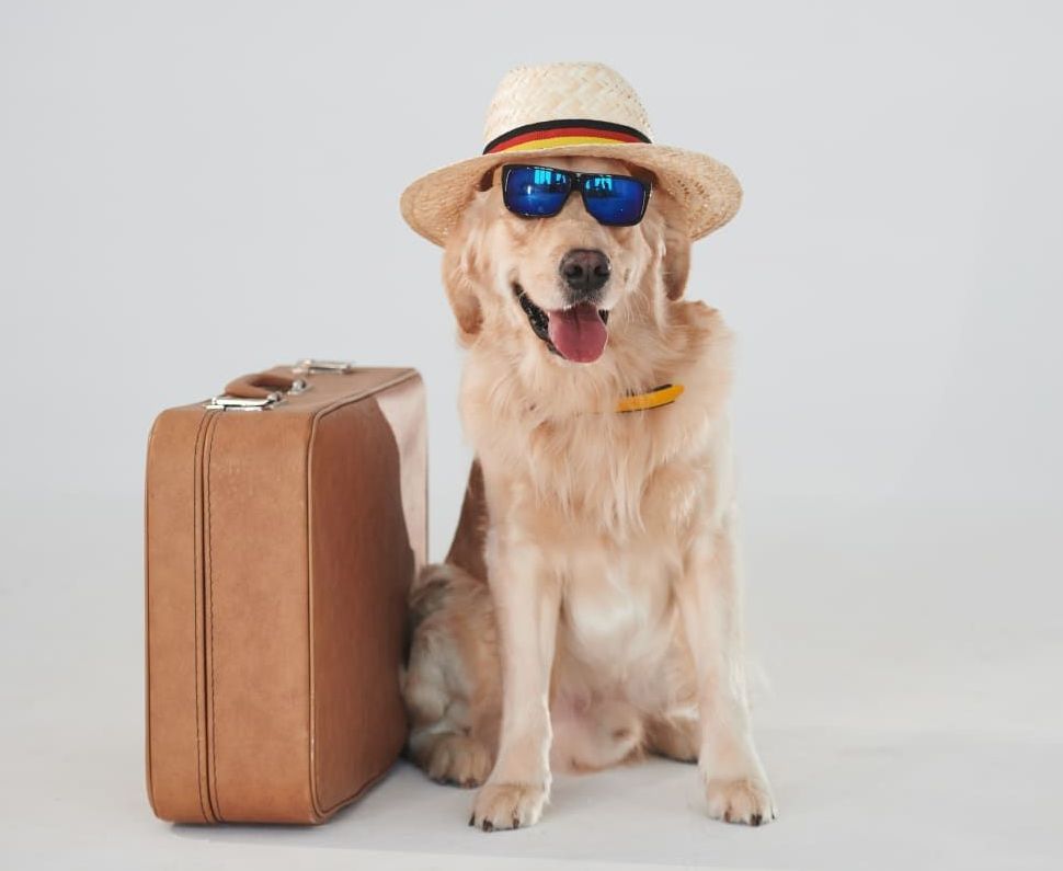In-Home Boarding | Cave Creek K9 | Arizona Dog Trainer