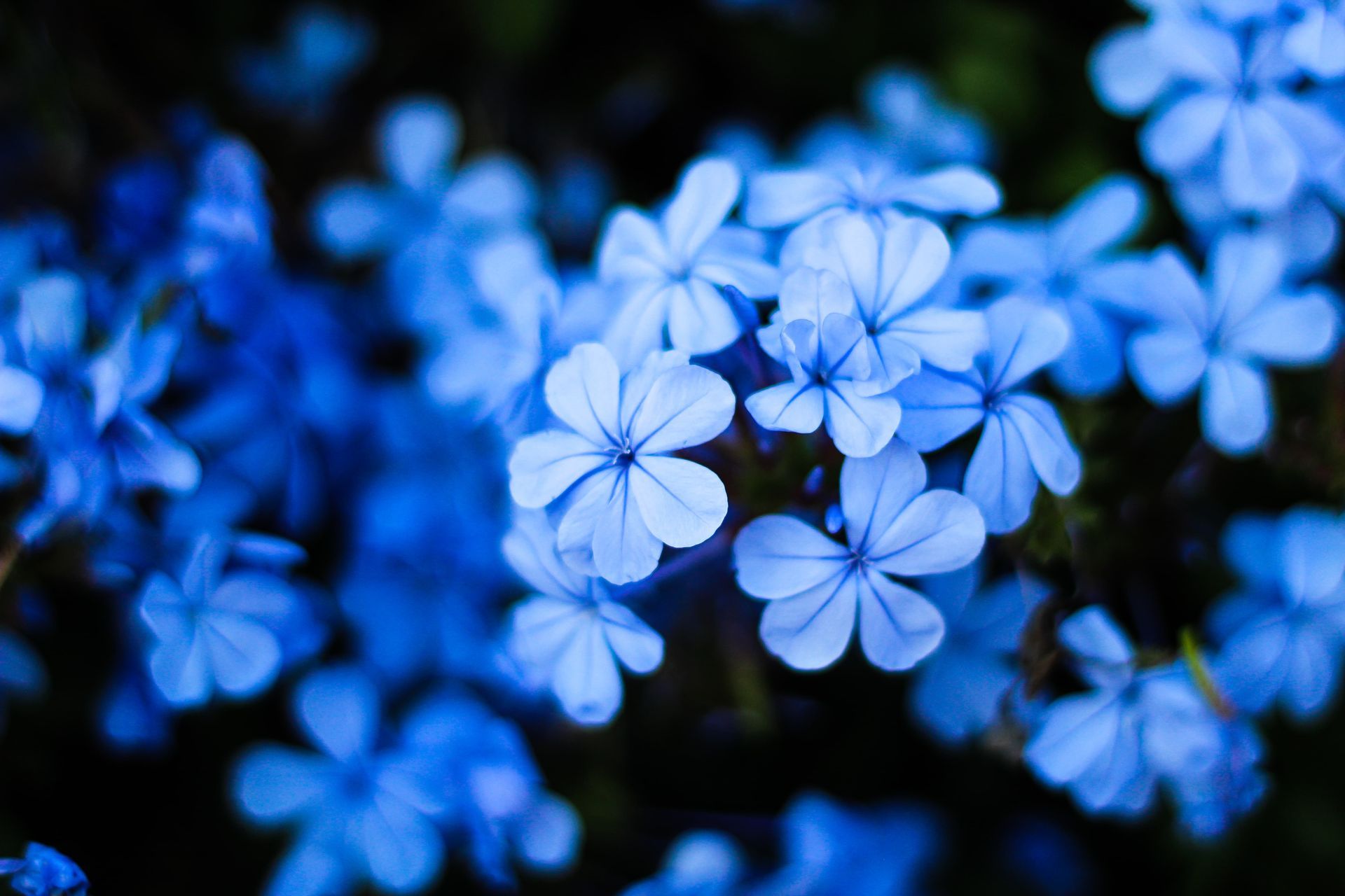 Cluster of small blue flowers against a dark background