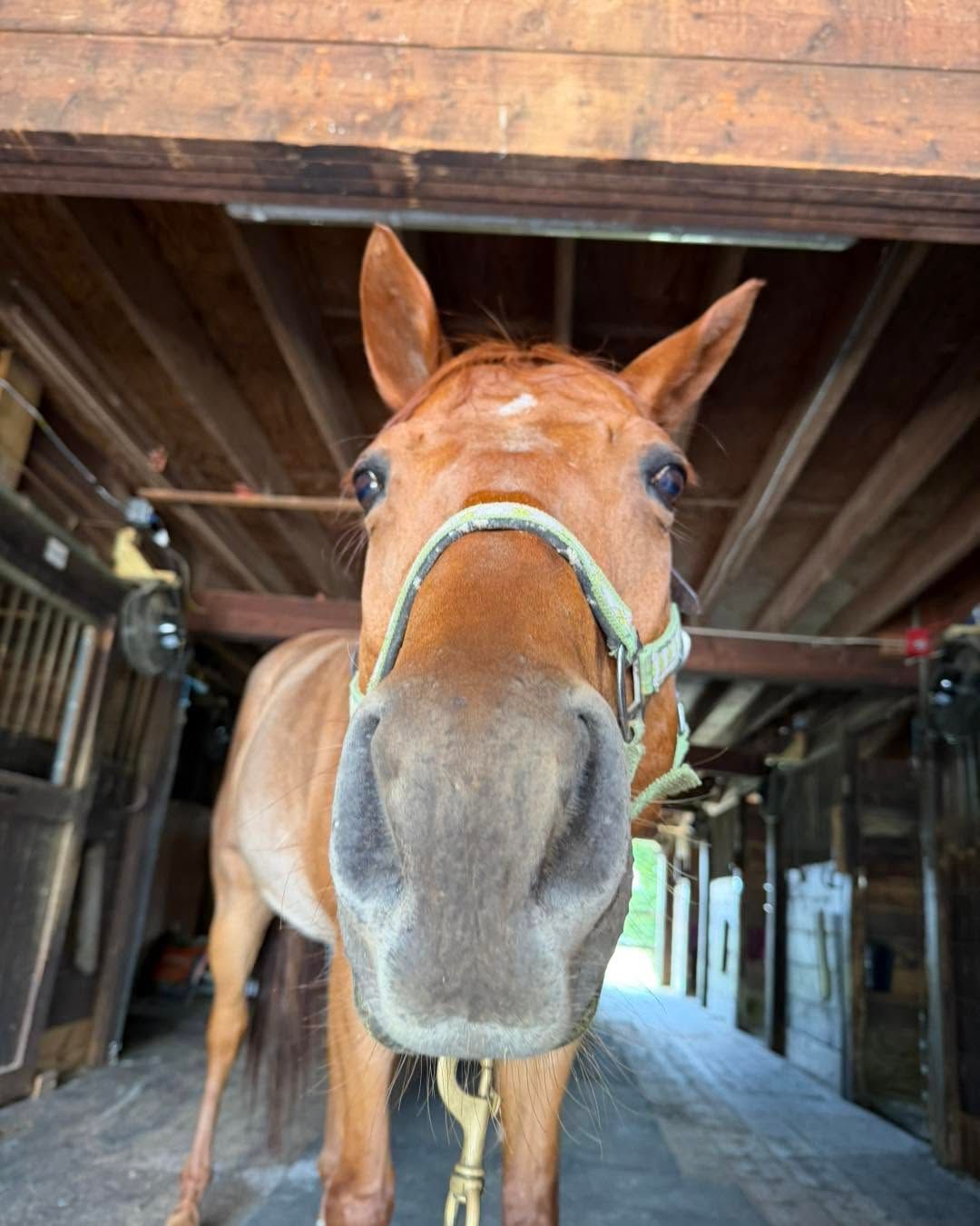 Horse named Frosty at Atkinson Riding Academy
