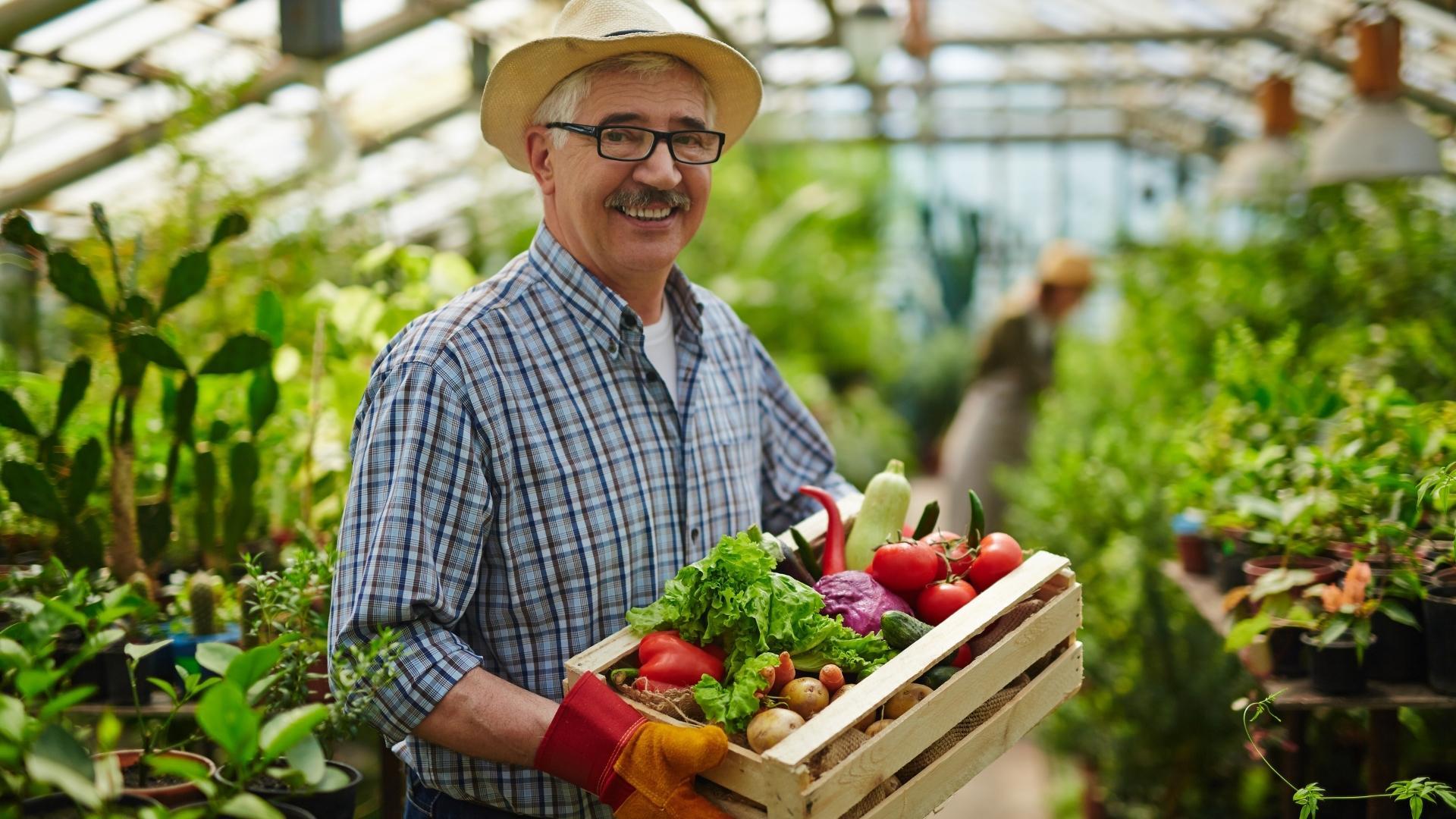 A man is holding a wooden crate filled with vegetables in a greenhouse.