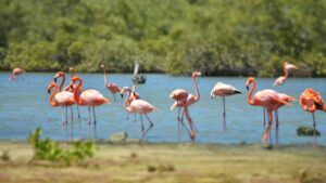 Bonaire Flamingos