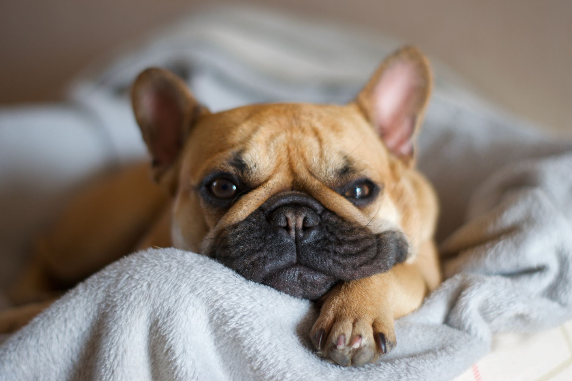 Fawn French bulldog resting on a soft gray blanket, looking calmly at the camera.