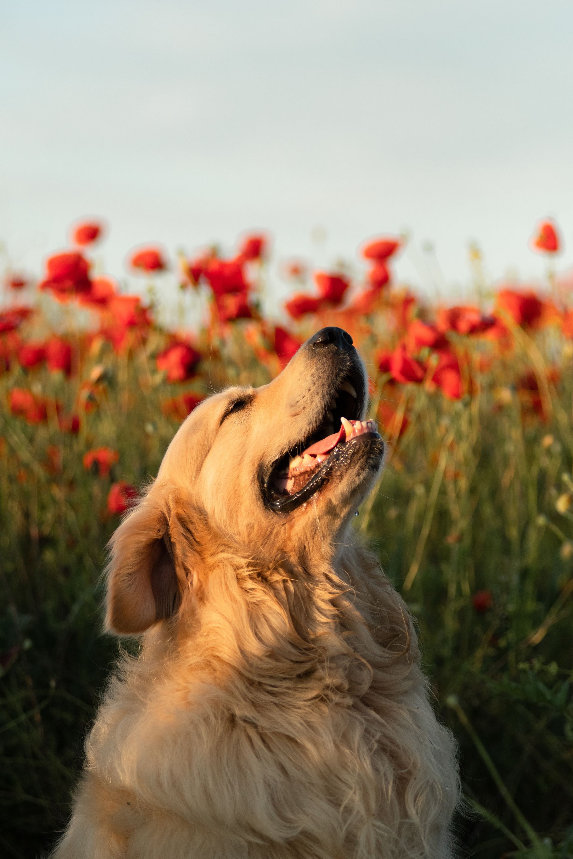 Beautiful Golden Retriever