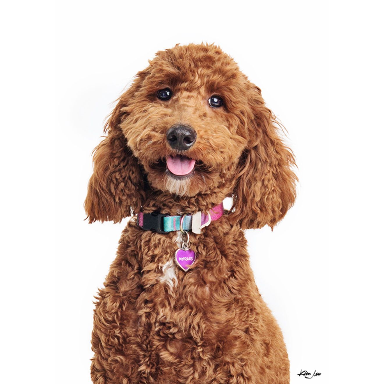 A brown poodle wearing a pink collar is sitting on a white background.