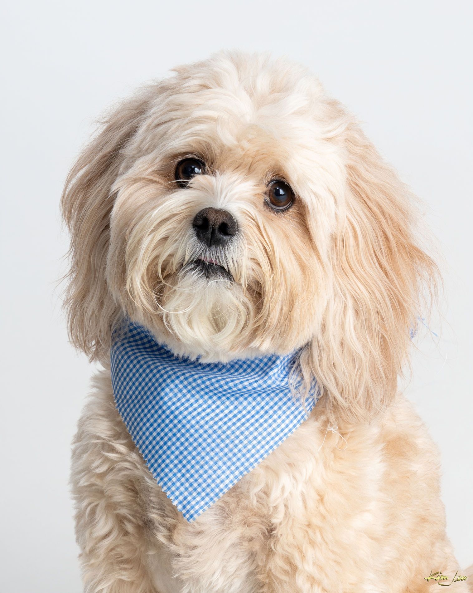 A small dog wearing a blue bandana is looking at the camera.
