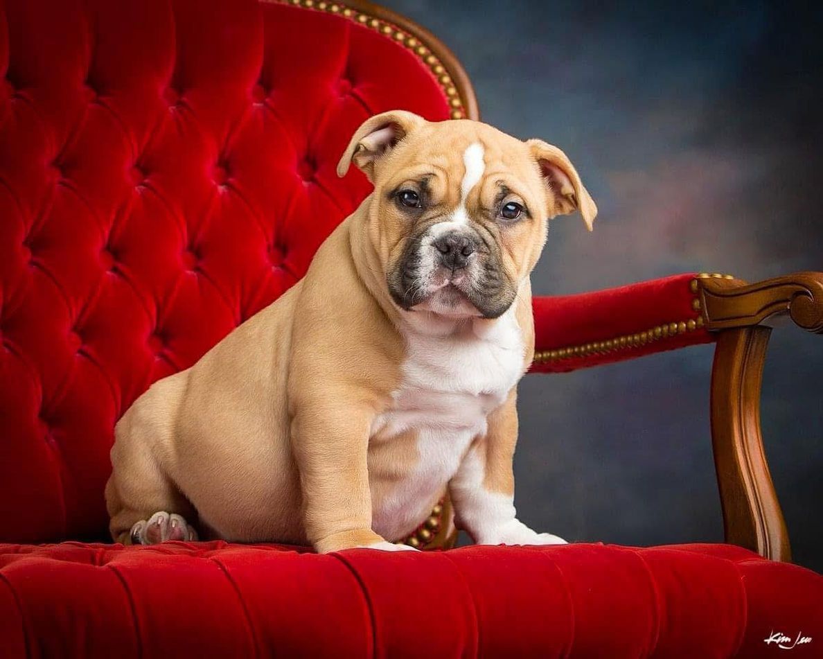 A brown and white puppy is sitting on a red chair.
