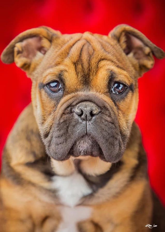 A bulldog puppy is sitting on a red couch and looking at the camera.