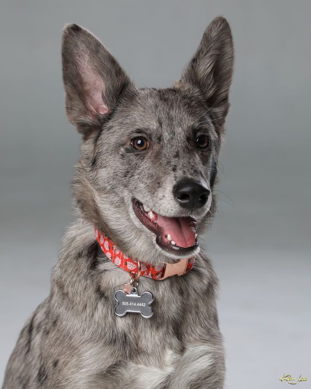 A close up of a dog wearing a red collar and a tag