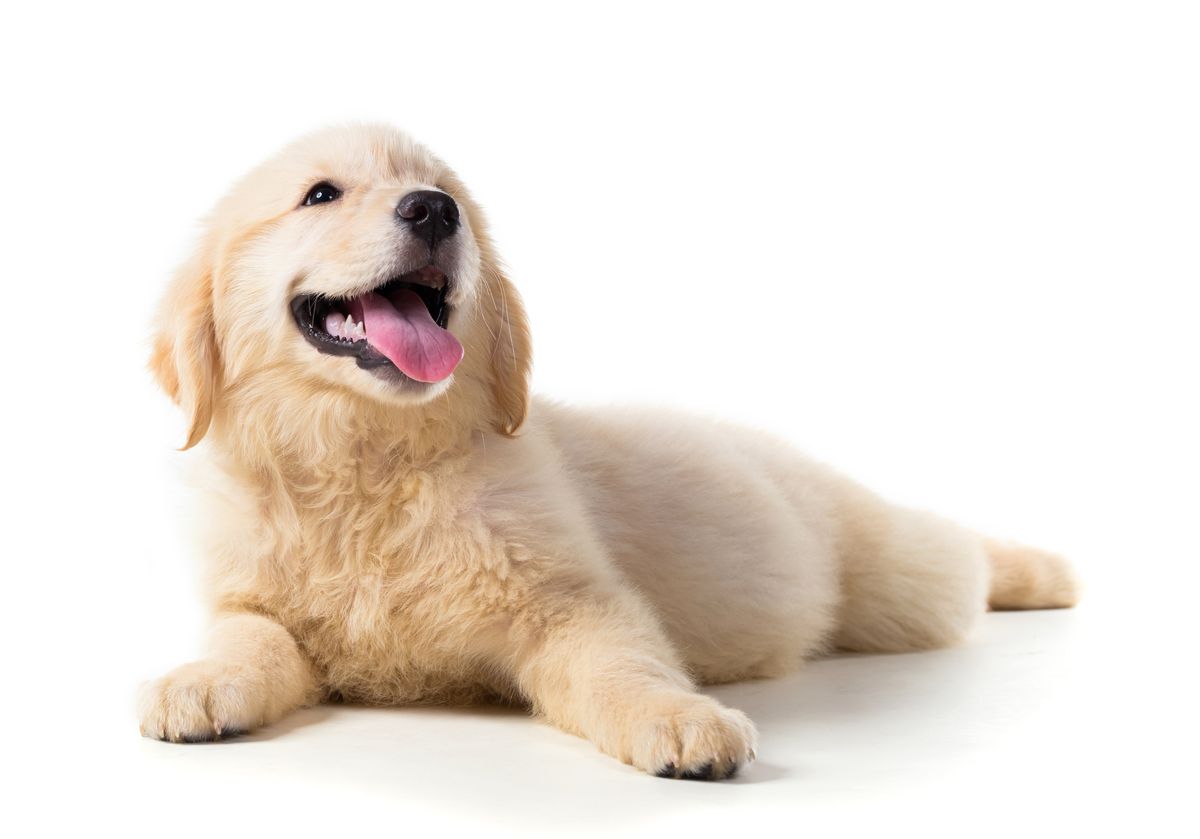 Golden retriever puppy lying down with tongue out