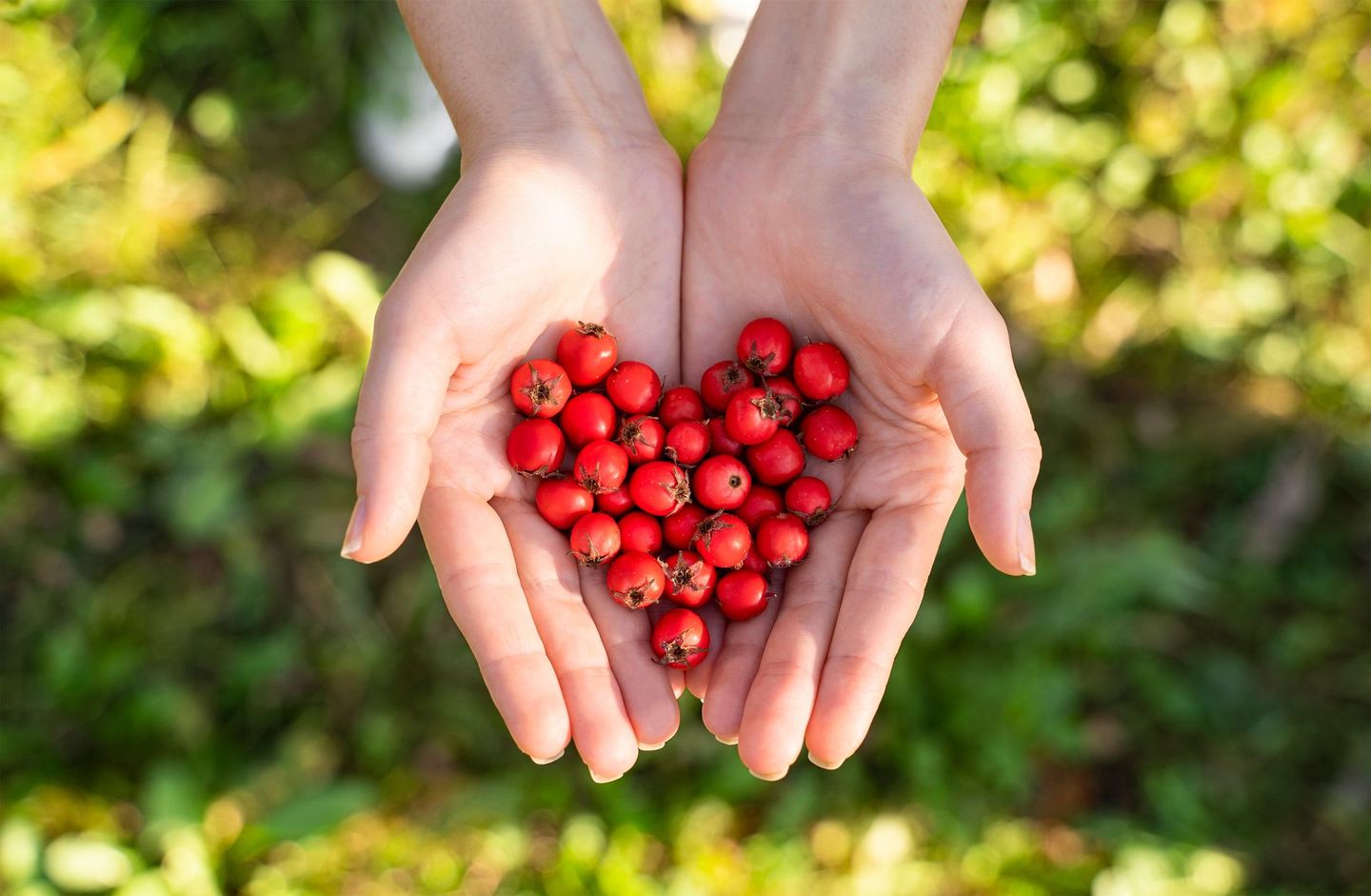 Hands holding a heart shape of bright red berries against a blurred green background