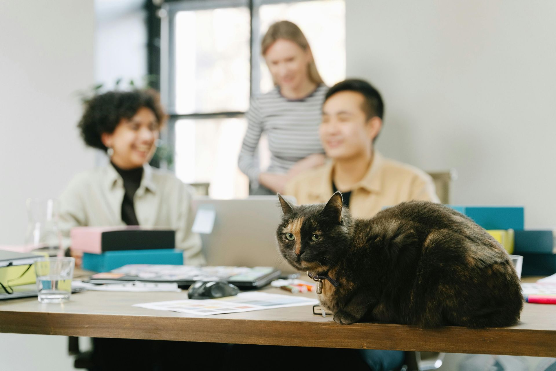 A cat is sitting on a table in front of a group of people.