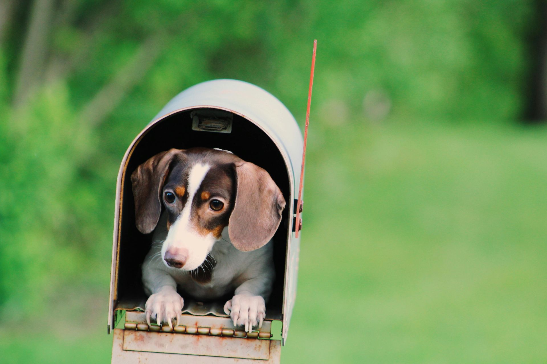 A brown and white dog is sticking its head out of a mailbox.