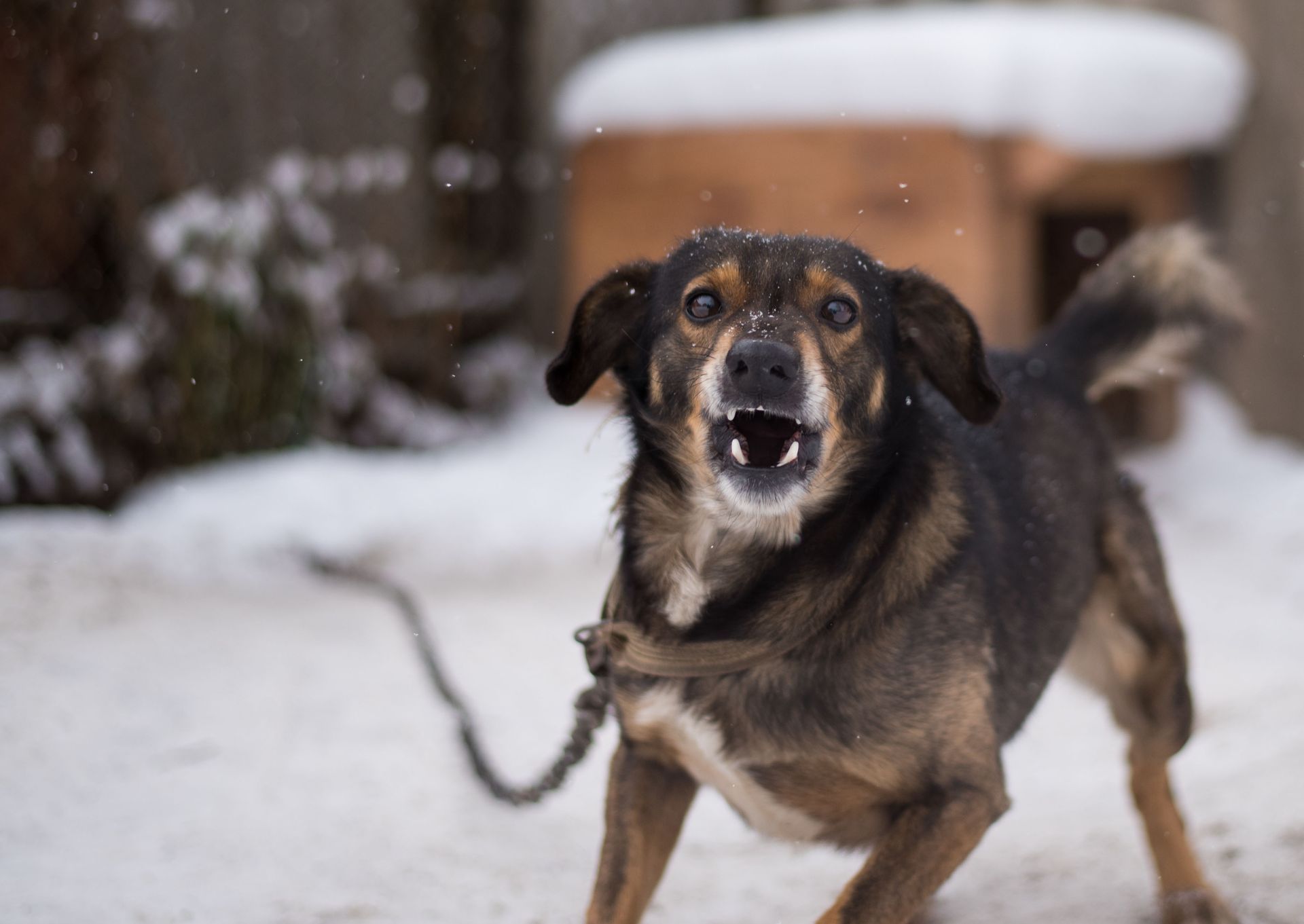 How Personal Injury Lawyers Help After a Dog Bite