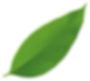 Green, oblong leaf, slightly blurred against a white background.
