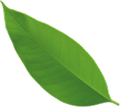 Green leaf, oval-shaped, with a pointed tip, against a white background.