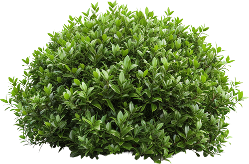 Green, leafy bush with dense foliage.