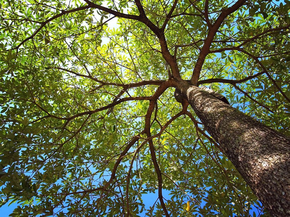 Looking up at a tree with lots of leaves against a blue sky — Troy Weier Tree Service In Frenchville, QLD