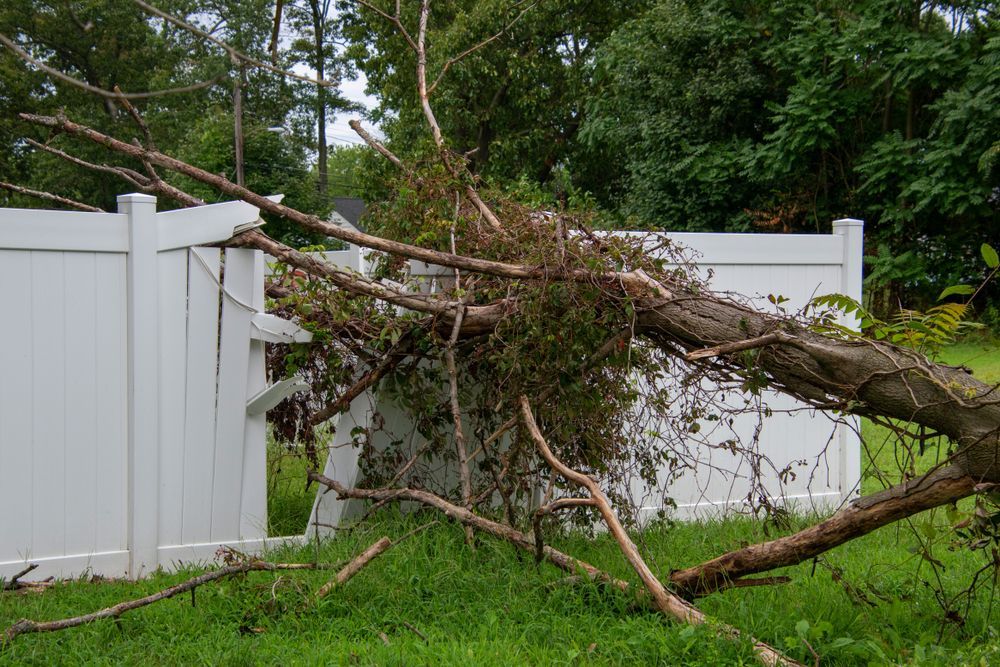 A tree that has fallen on a white fence — Troy Weier Tree Service In Frenchville, QLD