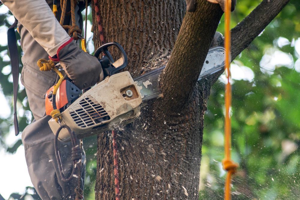 A Man Is Cutting a Tree Branch with A Chainsaw — Troy Weier Tree Service In Frenchville, QLD