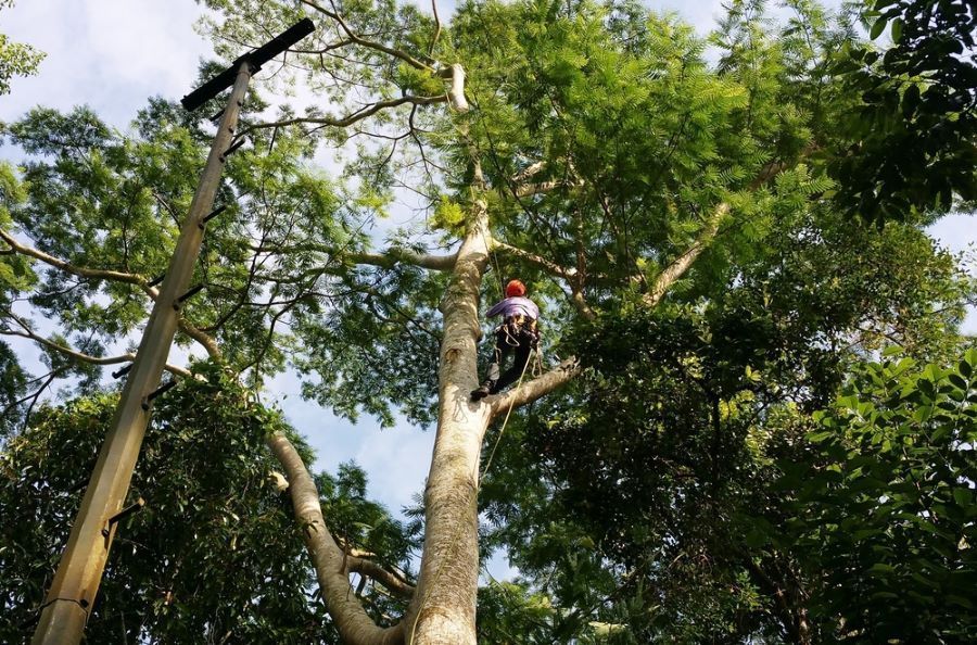 A Man Is Climbing a Tree with A Chainsaw — Troy Weier Tree Service In Frenchville, QLD
