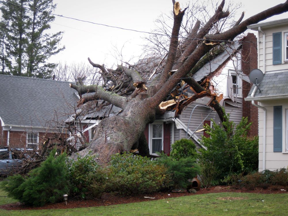A Large Tree Has Fallen on Top of A House — Troy Weier Tree Service In Frenchville, QLD