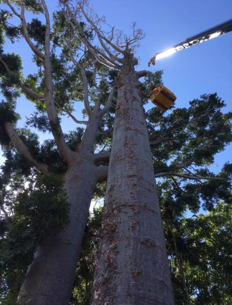 A Person Is Cutting a Tree with A Crane — Troy Weier Tree Service In Frenchville, QLD