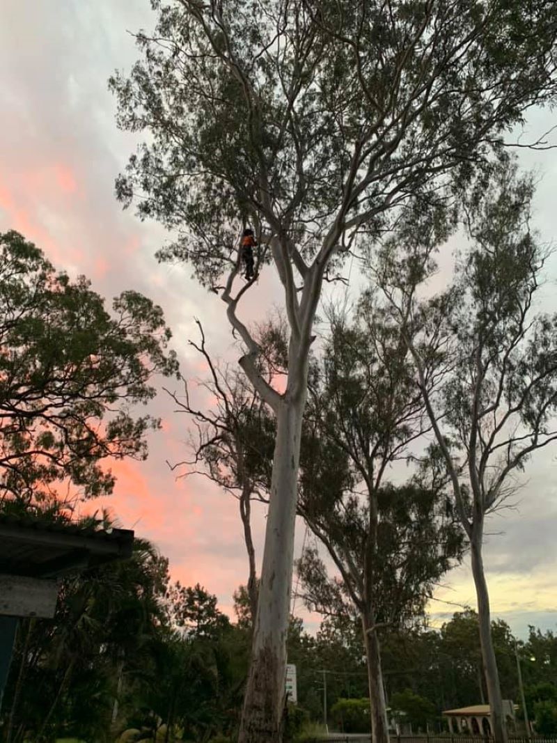 A Man Is Climbing a Tree at Sunset — Troy Weier Tree Service In Frenchville, QLD