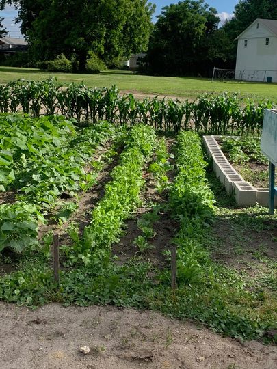 A row of plants growing in a garden with a white house in the background.