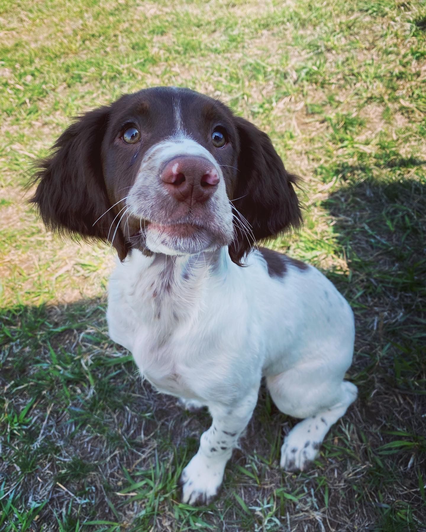 upland hunting dog puppies