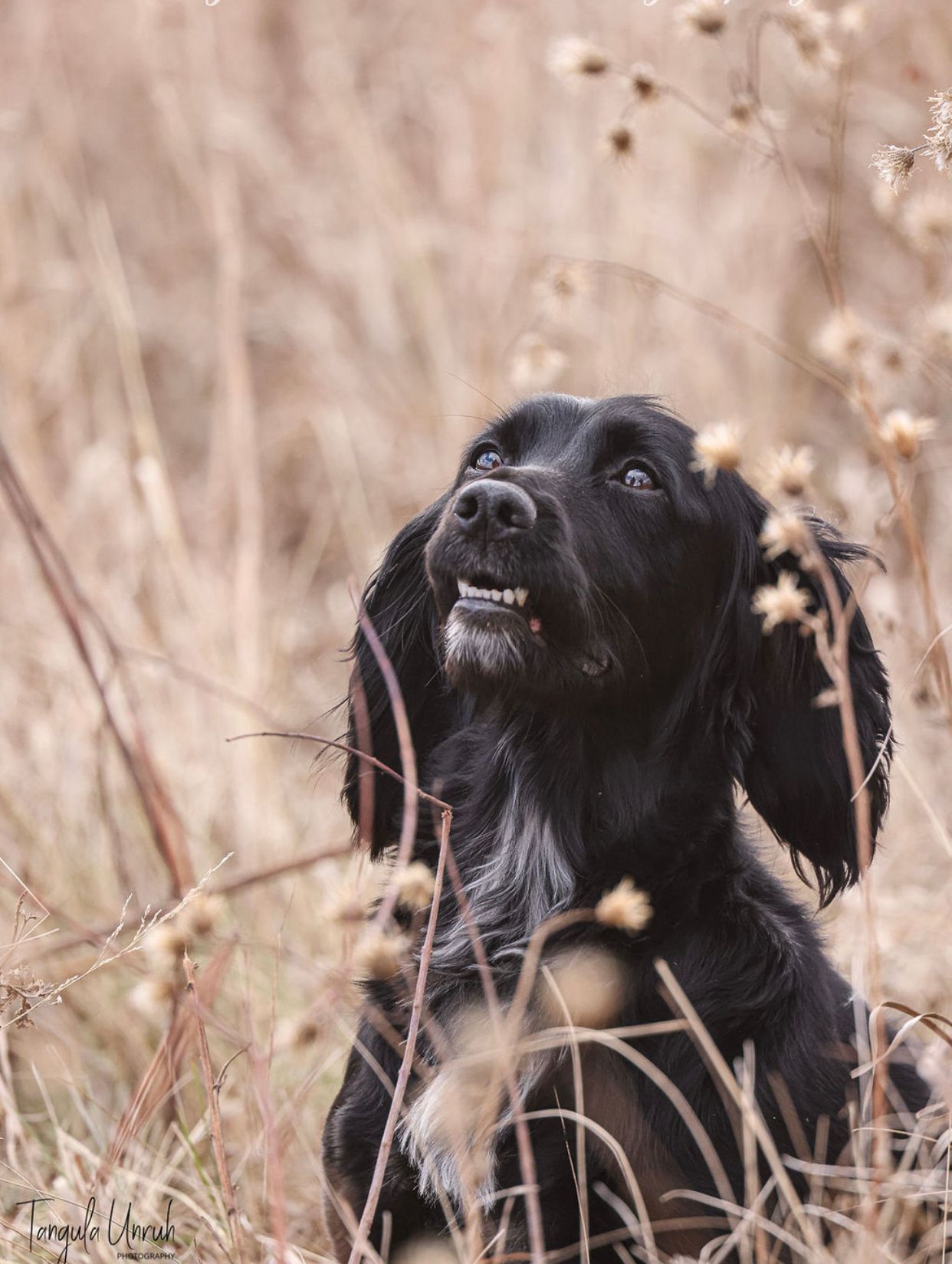 dog obedience