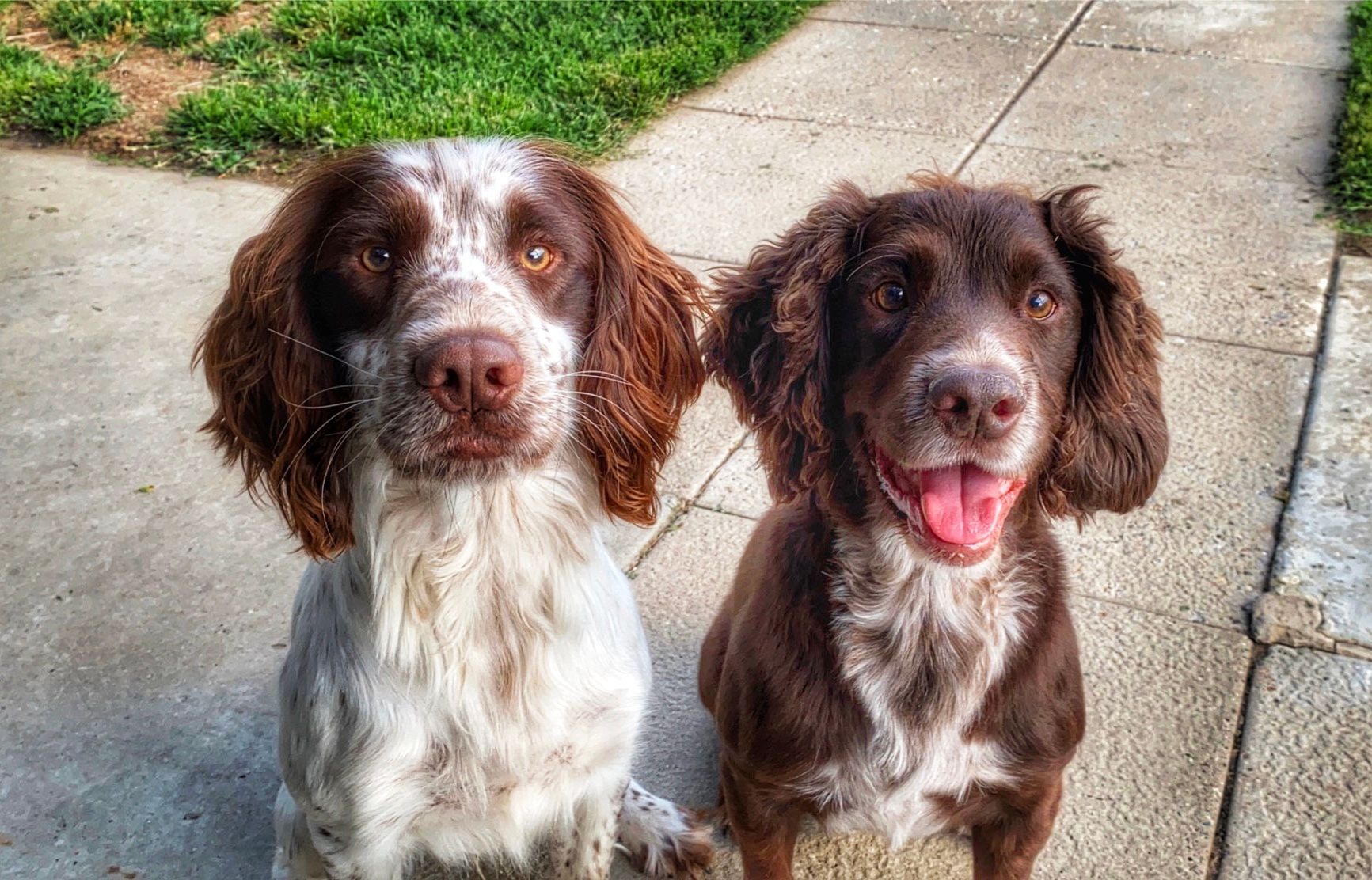 dog training